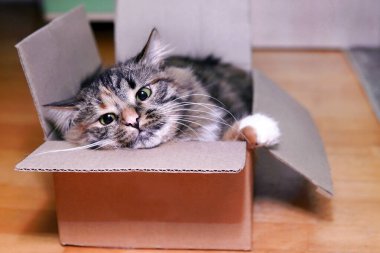 Teslimat kutusunda Avrupalı bir kedi. Yeni bir ev alma ya da taşınma fikri. Evcil hayvan karton bir kutuda oturuyor..