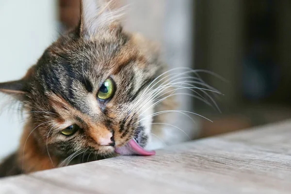 Hungrig Katt Slickar Bordet Katthuvud Närbild — Stockfoto