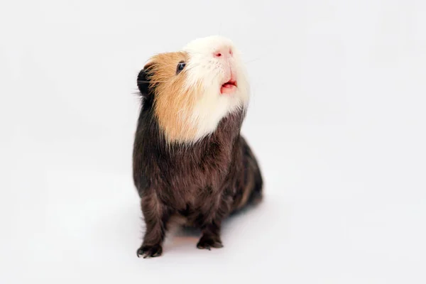 Guinea Pig Has Lifted Its Head Looking Food Close Isolated — Stock Photo, Image