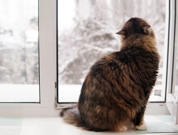 Grå Katt Tittar Genom Det Öppna Fönstret Den Snöiga Vinterträdgården — Stockfoto