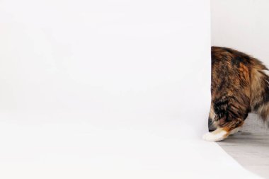 Kedi beyaz bir kağıdın arkasına saklandı. Not için.