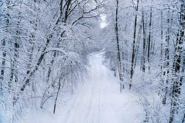Zimowa Droga Śnieżnym Lesie Piękny Zimowy Krajobraz — Zdjęcie stockowe