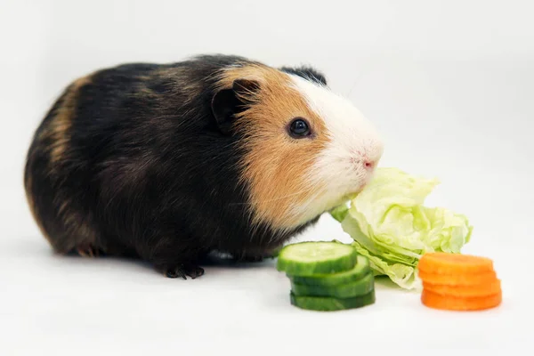 Meerschweinchen Frisst Grüne Salatgurken Karotten Auf Weißem Hintergrund Haustiere Futter — Stockfoto