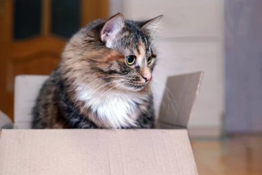 Gri kedi ayakkabı kutusunda oturuyor. Kediler genelde çok meraklıdırlar ve ilginç yerlere girmeyi severler.
