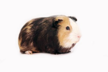 Üç renkli kobay faresi. Yan görüş. Ayır