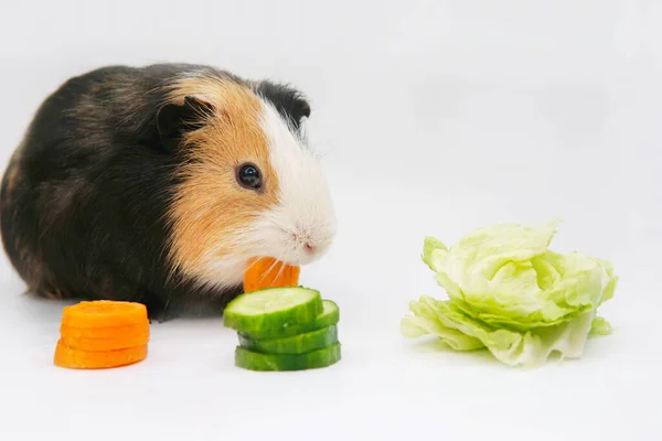 モルモットは白い背景の上から緑色のサラダキュウリニンジンを食べる ペット 食べ物 — ストック写真