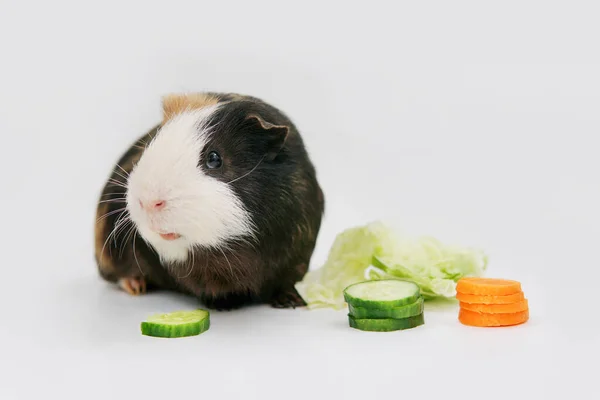 Salsicha Cobaia Raça Sheba Come Uma Salada Verde Fundo Branco — Fotografia de Stock