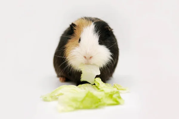 Cobaia Come Cabadge Fundo Branco Animais Estimação Comida Cuidado — Fotografia de Stock