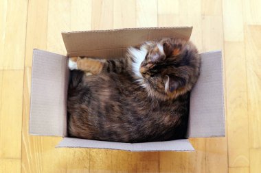 Evdeki karton kutuda bir kedi. Üst Manzara. Uyuyor