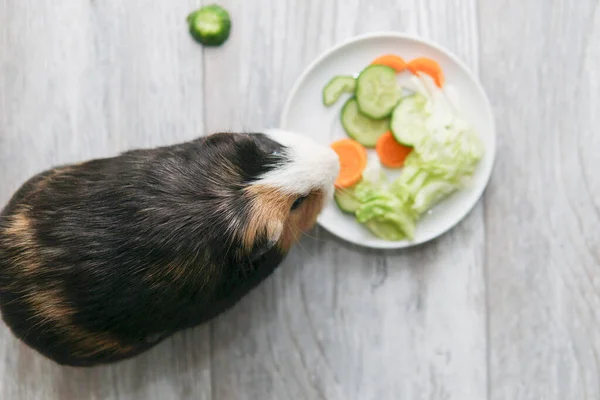 O porco de Guiné come uma cenoura de pepino de salada verde em uma visão superior de contexto branca. Animais de estimação, comida, cuidado. — Fotografia de Stock