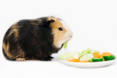 Kobay yeşil salatalık havuçlarını beyaz arka planda yer. Evcil hayvanlar, yemek, bakım.