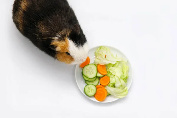 Ινδικό χοιρίδιο τρώει μια πράσινη σαλάτα καρότα αγγούρι σε λευκό φόντο πάνω άποψη. Κατοικίδια, τρόφιμα, φροντίδα. — Φωτογραφία Αρχείου