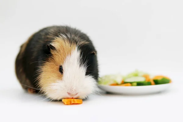 モルモットは白い背景の上からキュウリニンジンを食べる。ペット、食べ物、ケア. — ストック写真