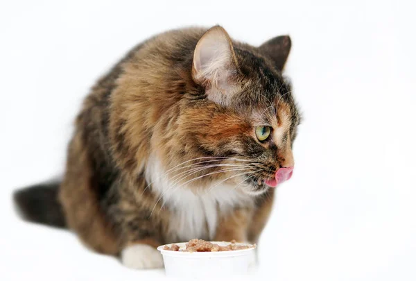 O gato come carne e lambe ou lambe a boca depois de comer — Fotografia de Stock