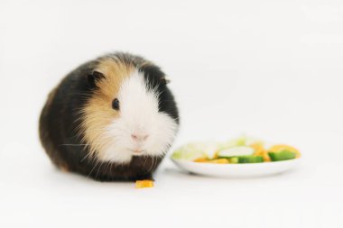 Gine domuzu izolasyonda sebze yer. yemek, dikkat.