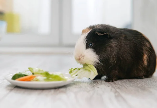 モルモットは野菜を皿から食べる。食べ物やケア. — ストック写真