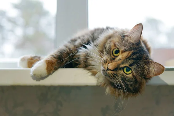 O gato se encontra no peitoril da janela e relaxar — Fotografia de Stock