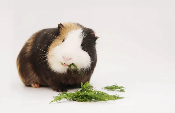 Meerschweinchen essen Dillgrün auf weißem Hintergrund — Stockfoto