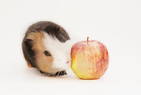Meerschweinchen frisst Äpfel auf Isolation — Stockfoto