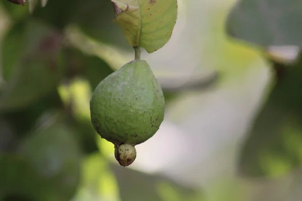 Guave Auf Einem Baum Garten — Stockfoto