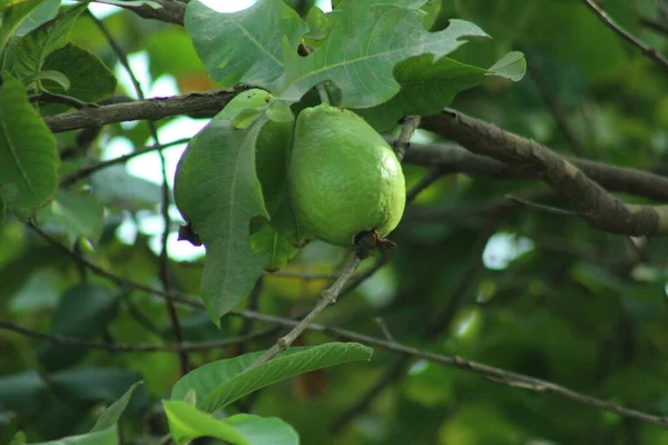 Guava bahçedeki bir ağaçta