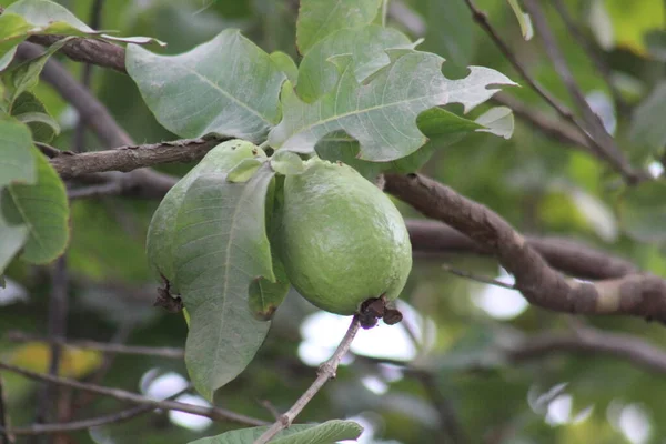 Guava bahçedeki bir ağaçta