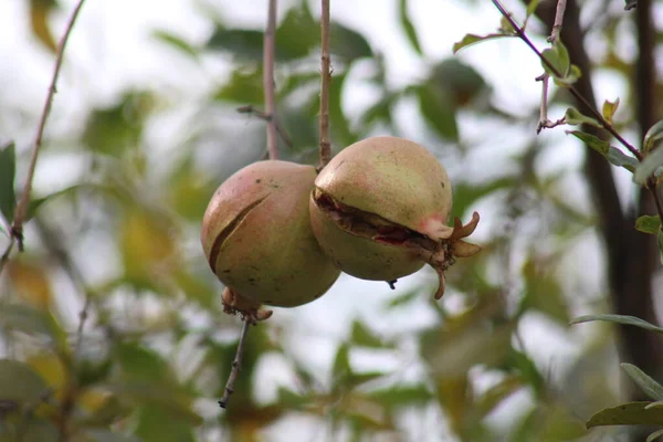 Ağaçta nar meyvesi