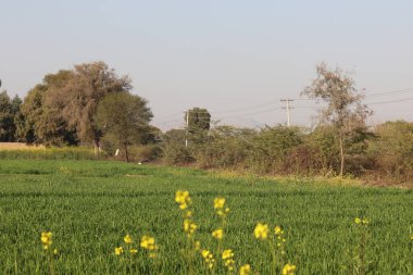 Parlak sarı kanola çiçeği çok canlı sarı çiçeklerin olduğu alanda sığ bir tarlada izole edilmiş..