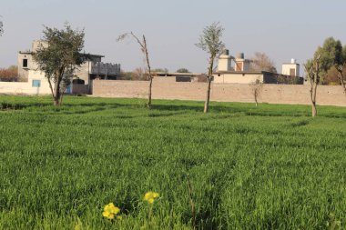 Parlak sarı kanola çiçeği çok canlı sarı çiçeklerin olduğu alanda sığ bir tarlada izole edilmiş..