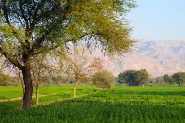 Thathi Mianwali Punjab 'da dağ manzarası ve ağaç fotoğrafçılığı 