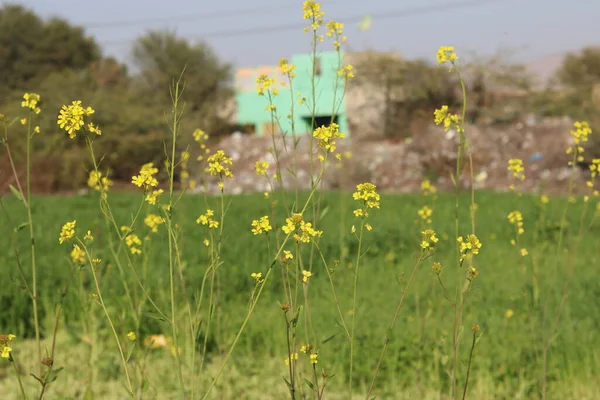 ayrıntı çiçekli kolza tohumu kanola veya Latince Brassica Napus, bitki yeşil enerji ve petrol endüstrisi için kolza tohumu mavi gökyüzü arka plan üzerinde kolza