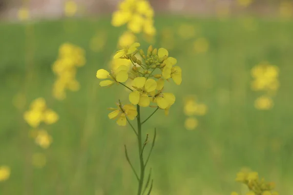 Parlak sarı kanola çiçeği çok canlı sarı çiçeklerin olduğu alanda sığ bir tarlada izole edilmiş..