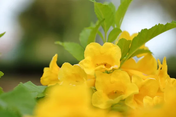 Evening Primrose Close Photo Set — Stock Photo, Image