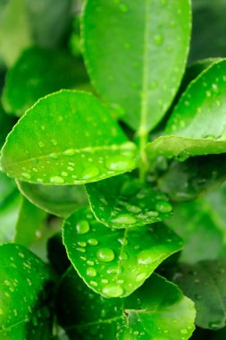 Doğanın güzelliği Yağmur durduktan sonra