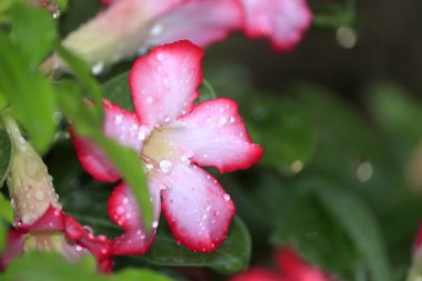 Doğanın güzelliği Yağmur durduktan sonra