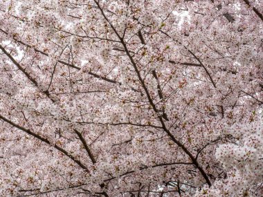 kiraz çiçekli bahar dalları