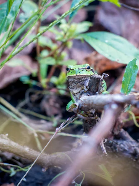 Mała Zielona Żaba Przyrodzie — Zdjęcie stockowe