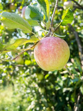 Ağaçta olgunlaşan lezzetli elmalar.