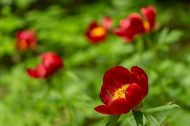 kırmızı narin peeonia peregrina dobrogea bölgesinde, Romanya
