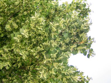 Mavi gökyüzüne karşı çiçek açan ıhlamur ağacı