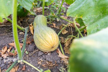 Bahçede organik balkabağı