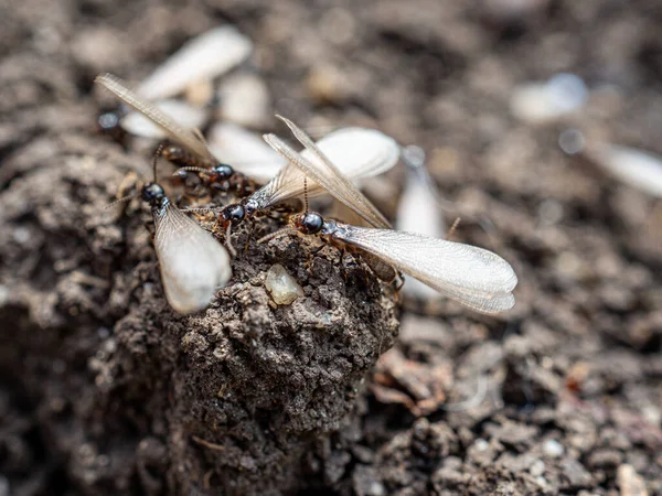 Ameisenkolonie Mit Flügeln Bereitet Sich Auf Migration Vor — Stockfoto