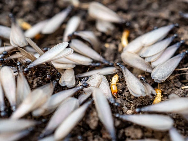 Colônia Formigas Com Asas Preparando Para Migrar — Fotografia de Stock