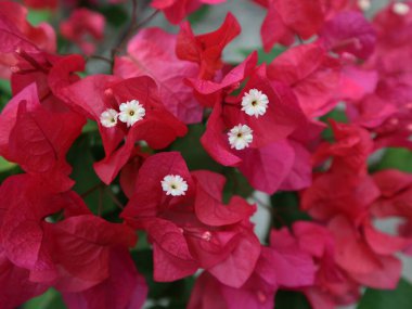 Bahçedeki Bogenville çiçeği