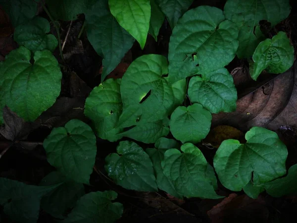 Groene Bladeren Foto Voor Behang — Stockfoto