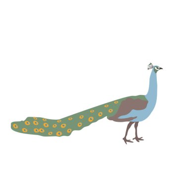 Tavus kuşunun yassı çizimi