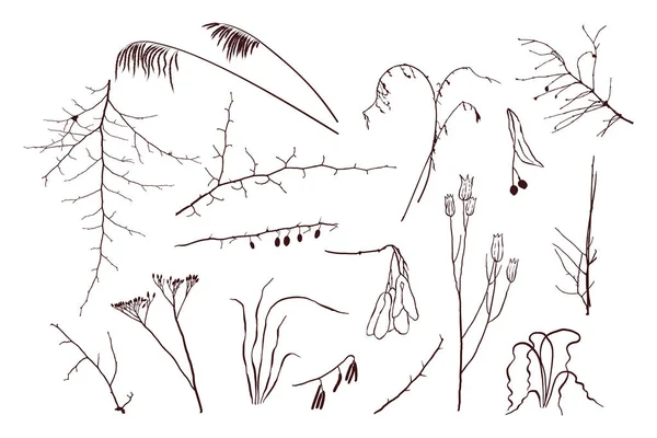 Set van moderne abstracte botanische lijntekeningen en plantensilhouetten. — Stockvector