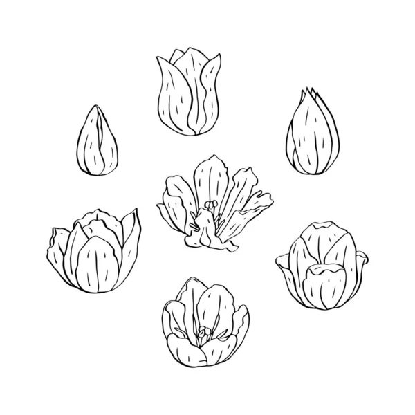 Monocromo línea arte tulipanes flores aisladas en blanco — Vector de stock
