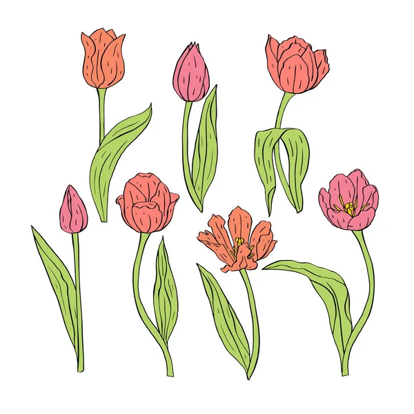 Vonalművészet pasztell tulipán virágok és levelek elszigetelt fehér — Stock Vector