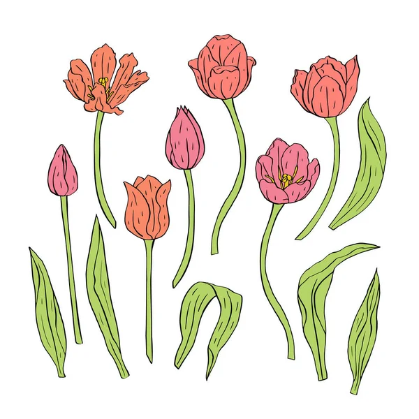 Линия искусства пастельные тюльпаны цветы и листья изолированы на белом — стоковый вектор